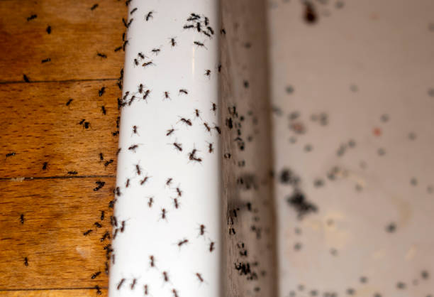 Best Rat Extermination Near Me  in Wilson Conococheague, MD